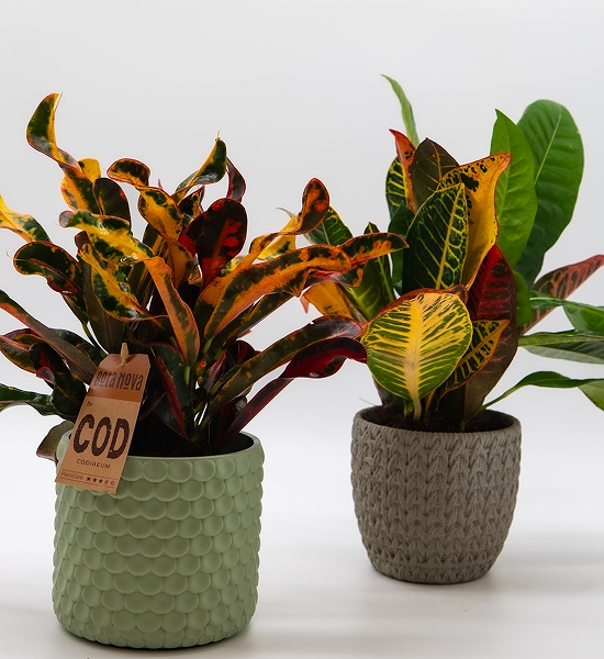Crotons assortis