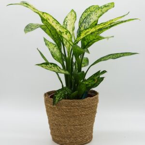 dieffenbachia-feuillage-panache-panier