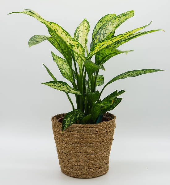 Dieffenbachia