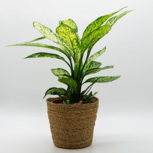 Dieffenbachia panaché disponible chez Ma Canopée & Co à Rennes