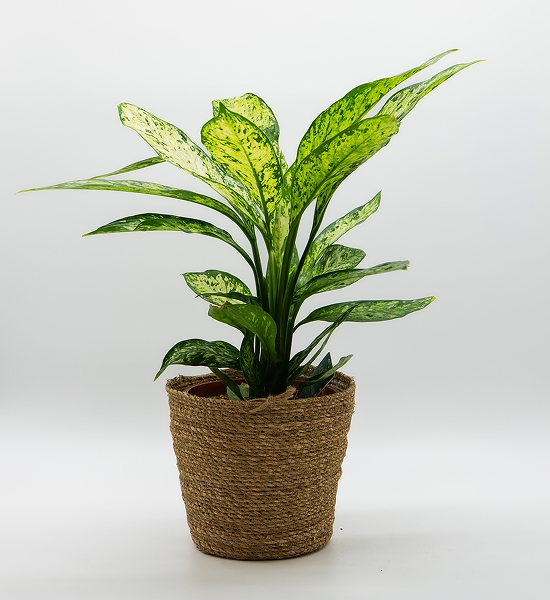 Dieffenbachia panaché