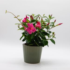 Dipladénia / Mandevilla disponible chez Ma Canopée & Co à Rennes