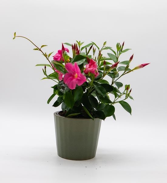 Dipladénia / Mandevilla