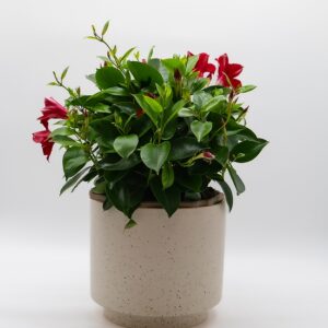 Dipladénia coupe disponible chez Ma Canopée & Co à Rennes