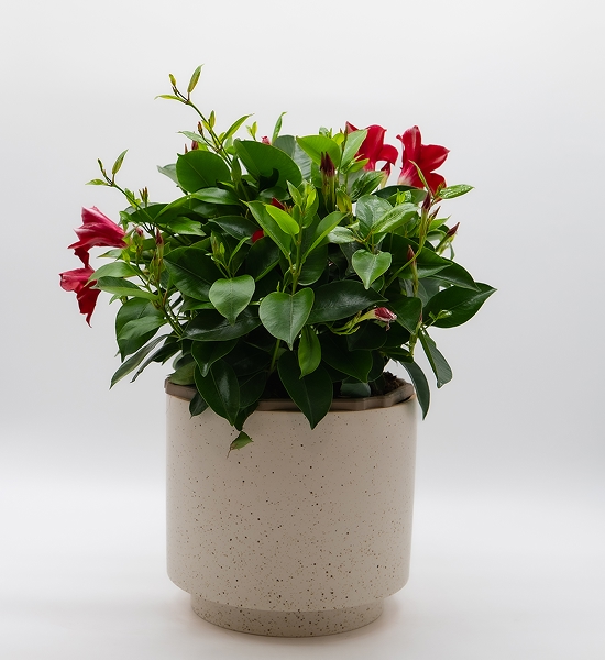 Dipladénia coupe