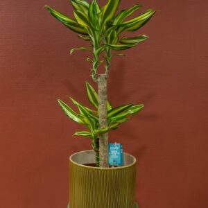 Dracaena disponible chez Ma Canopée & Co à Rennes