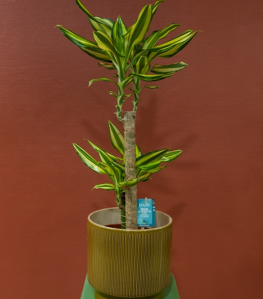 Dracaena
