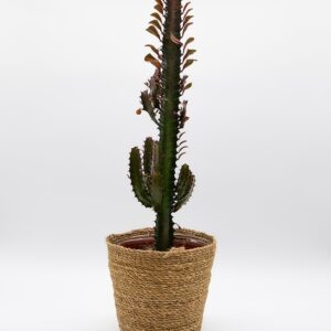 Euphorbia disponible chez Ma Canopée & Co à Rennes