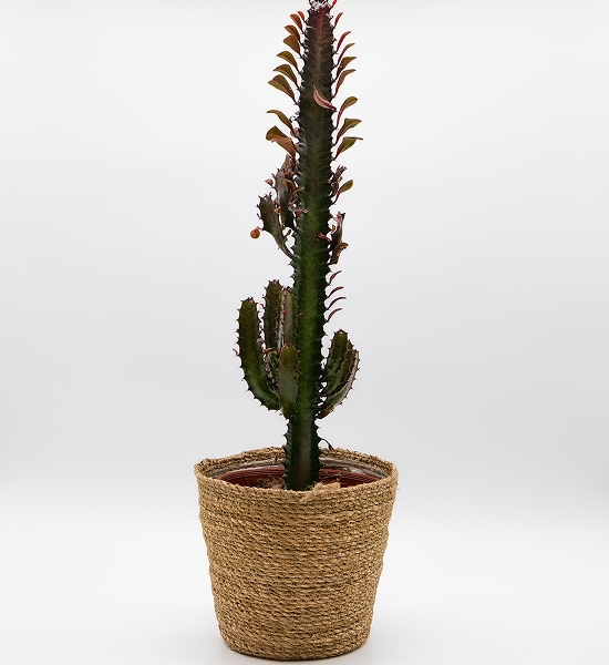 Euphorbia