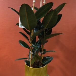 Ficus elastica / Caoutchouc disponible chez Ma Canopée & Co à Rennes