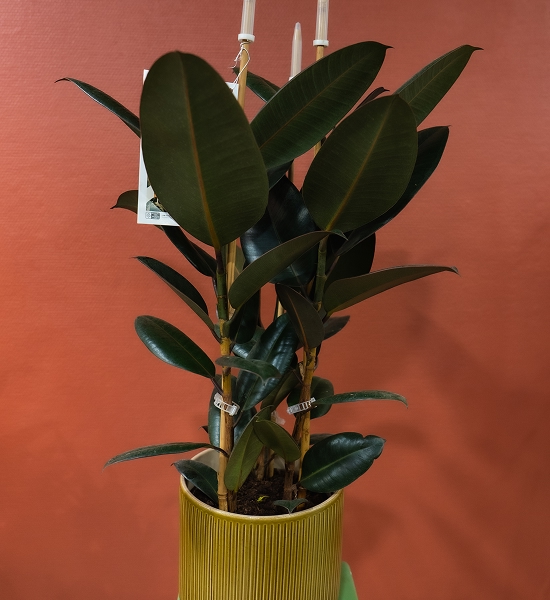 Ficus elastica / Caoutchouc