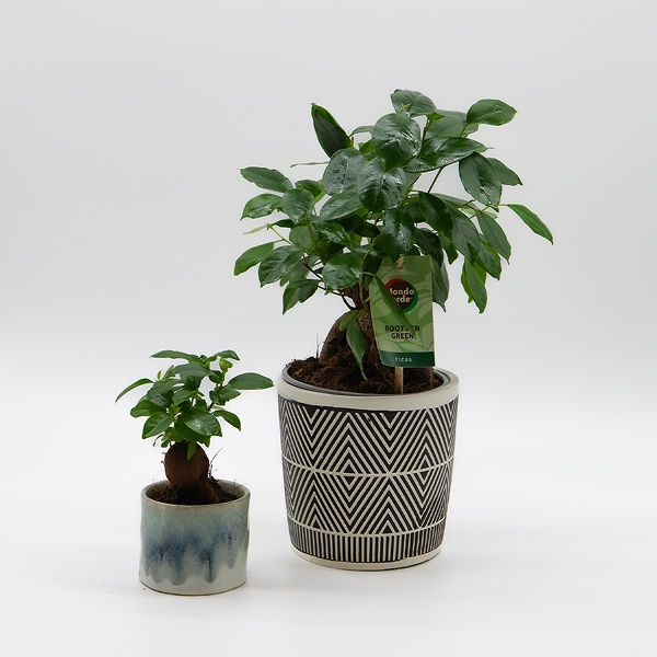 Bonsaïs & plantes sculpturales