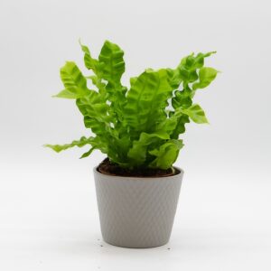 Fougère asplenium disponible chez Ma Canopée & Co à Rennes