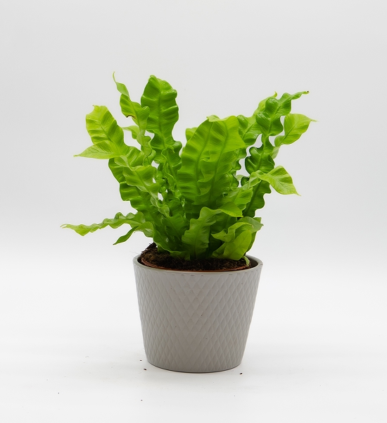 Fougère asplenium