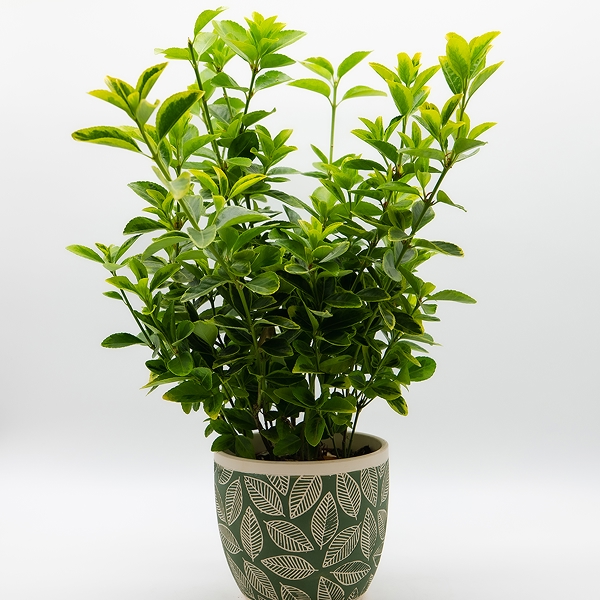 Plantes d&rsquo;extérieur
