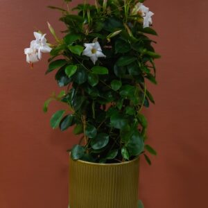 gardenia-jasminoides-fleurs-blanches-pot-brun