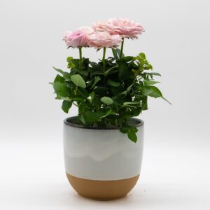 Rosier miniature rose disponible chez Ma Canopée & Co à Rennes
