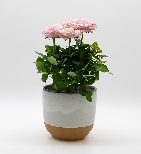 Rosier miniature rose