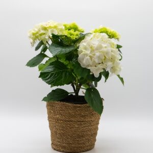 hortensia-blanc-panier-naturel