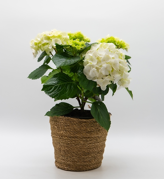 Hortensia