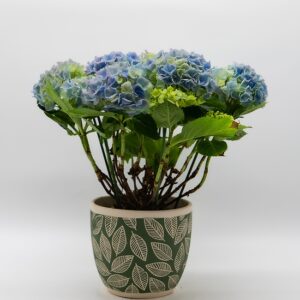 Hortensia disponible chez Ma Canopée & Co à Rennes