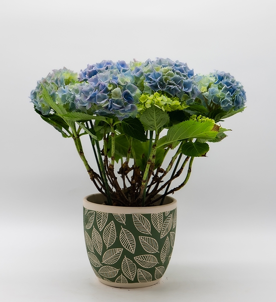 Hortensia