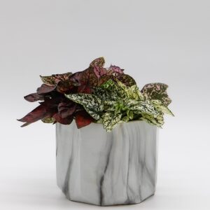 hypoestes
