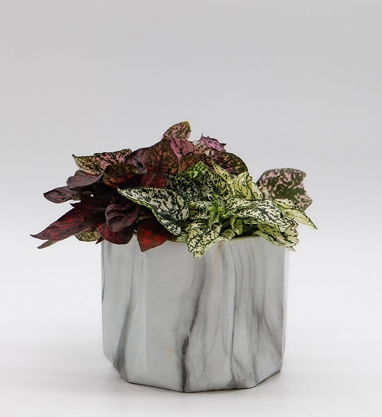 Hypoestes