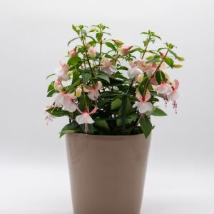 Fuchsia disponible chez Ma Canopée & Co à Rennes