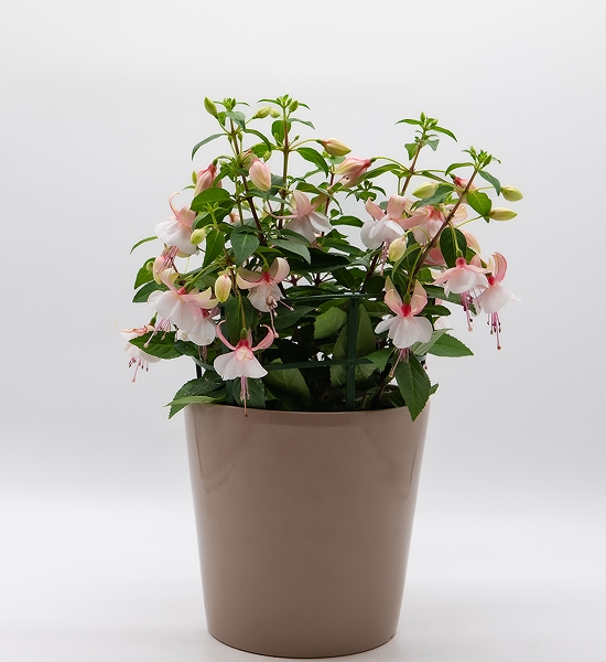 Fuchsia