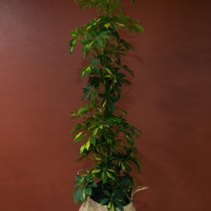 Shefflera disponible chez Ma Canopée & Co à Rennes