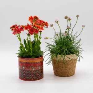 Lewisia / vivace disponible chez Ma Canopée & Co à Rennes