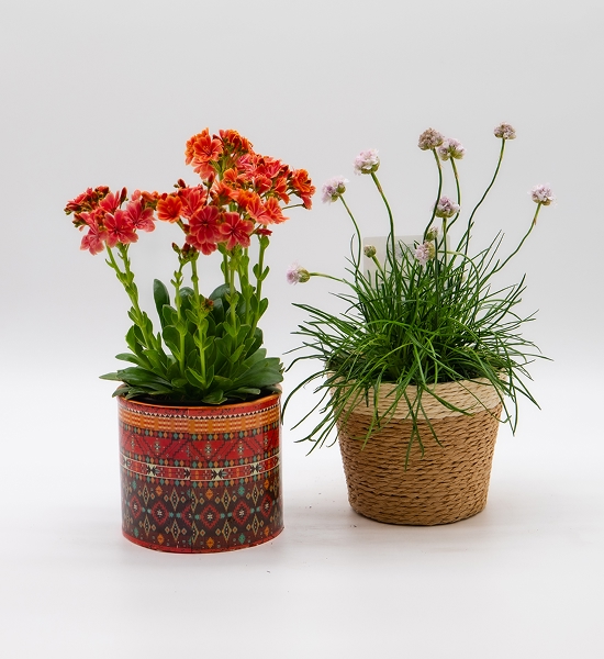 Lewisia / vivace