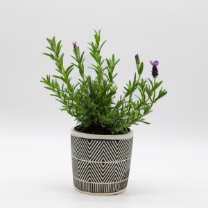 Lavande disponible chez Ma Canopée & Co à Rennes