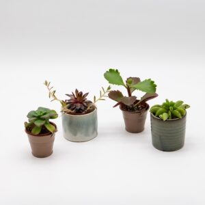 Mini succulentes assorties disponible chez Ma Canopée & Co à Rennes