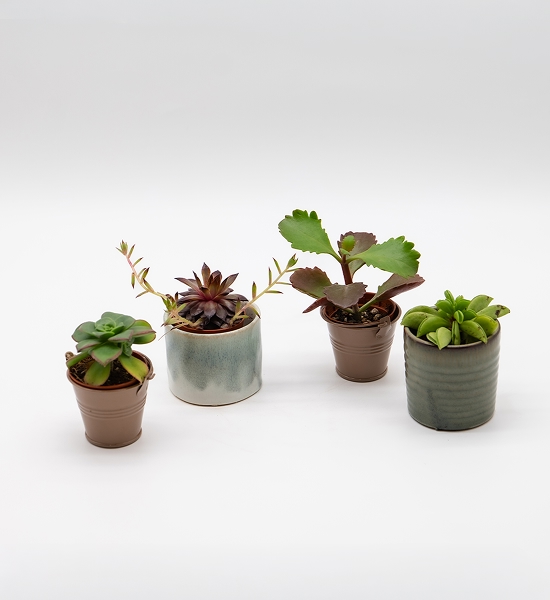 Mini succulentes assorties