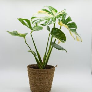 monstera-variegata-panier-naturel