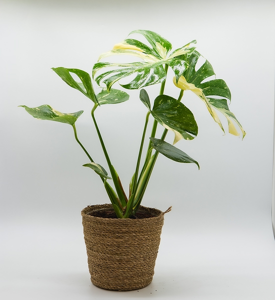 Monstera variegata