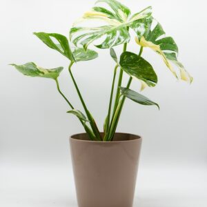 monstera-variegata-pot-beige