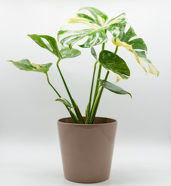 Monstera variegata