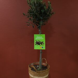 Olivier sur tige disponible chez Ma Canopée & Co à Rennes