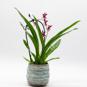Orchidée d’ornement disponible chez Ma Canopée & Co à Rennes