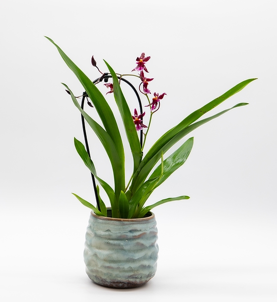 Orchidée d&rsquo;ornement