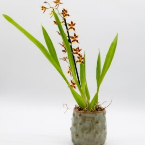 orchidee-oncidium-brune-jaune-pot-ceramique