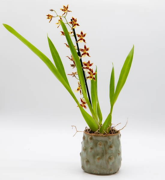 Orchidée d&rsquo;ornement