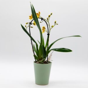 Orchidée d’orenement disponible chez Ma Canopée & Co à Rennes