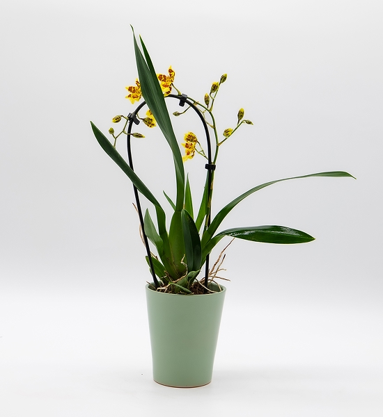Orchidée d&rsquo;orenement