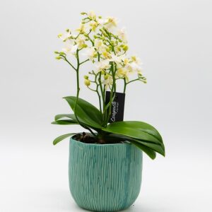 orchidee-phalaenopsis-blanche-pot-turquoise