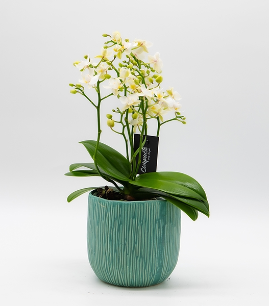 Orchidée Phalaenopsis