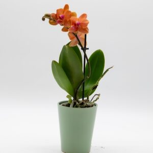 orchidee-phalaenopsis-orange-pot-vert